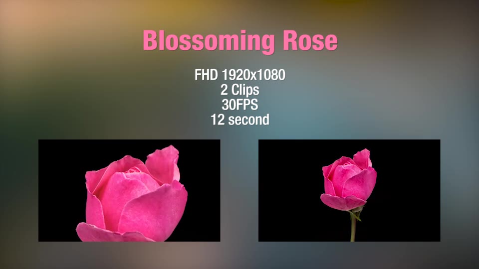 Rose  Videohive 13404154 Stock Footage Image 2