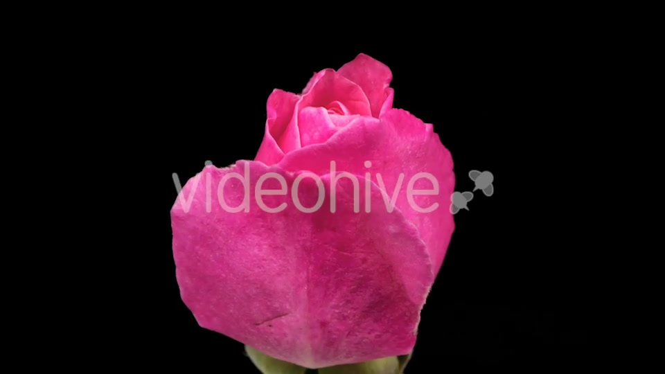 Rose  Videohive 13404154 Stock Footage Image 3