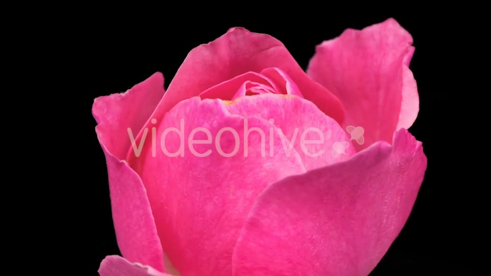 Rose  Videohive 13404154 Stock Footage Image 4