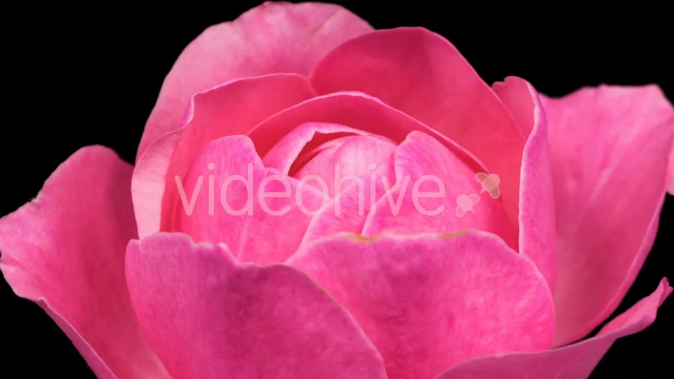 Rose  Videohive 13404154 Stock Footage Image 5