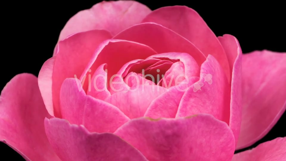 Rose  Videohive 13404154 Stock Footage Image 6