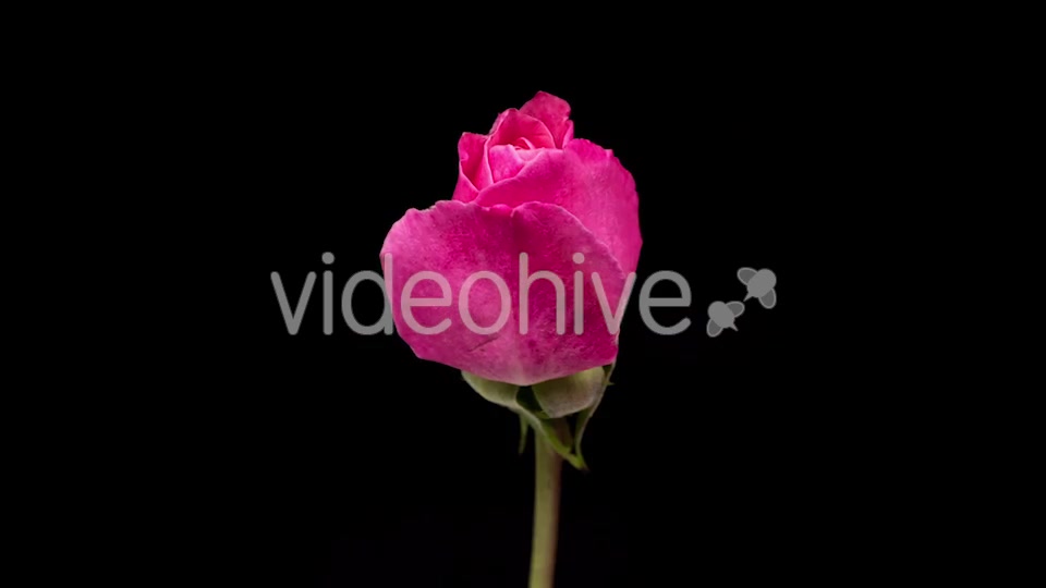 Rose  Videohive 13404154 Stock Footage Image 7