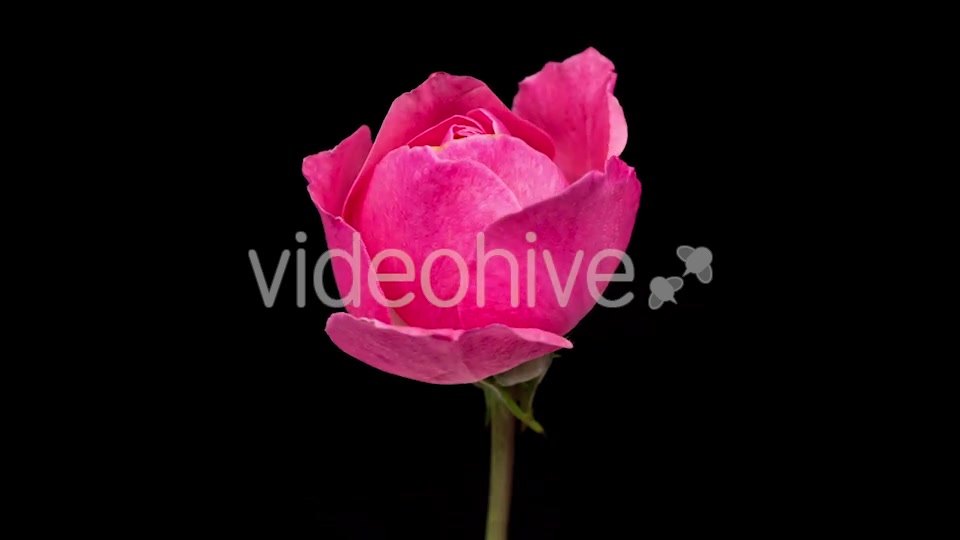 Rose  Videohive 13404154 Stock Footage Image 8