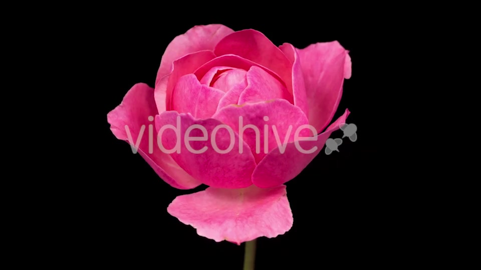 Rose  Videohive 13404154 Stock Footage Image 9