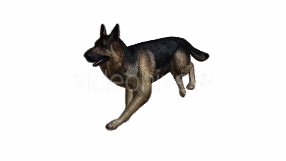 Running Dog Footage Videohive 11079869 Motion Graphics Image 10