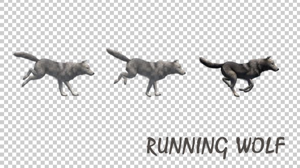 Running Wolf - Download 19324233 Videohive