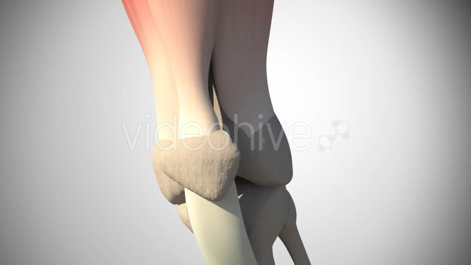 Rupture Of The Quadriceps Tendon Videohive 16093760 Motion Graphics Image 5