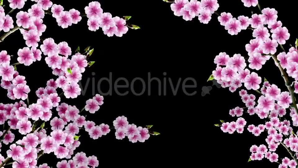 Sakura Alpha 01 Videohive 20631391 Motion Graphics Image 1