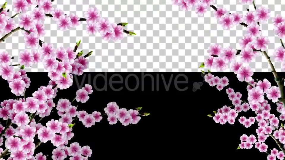 Sakura Alpha 01 Videohive 20631391 Motion Graphics Image 2