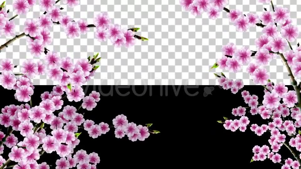 Sakura Alpha 01 Videohive 20631391 Motion Graphics Image 3