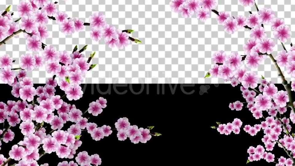 Sakura Alpha 01 Videohive 20631391 Motion Graphics Image 4