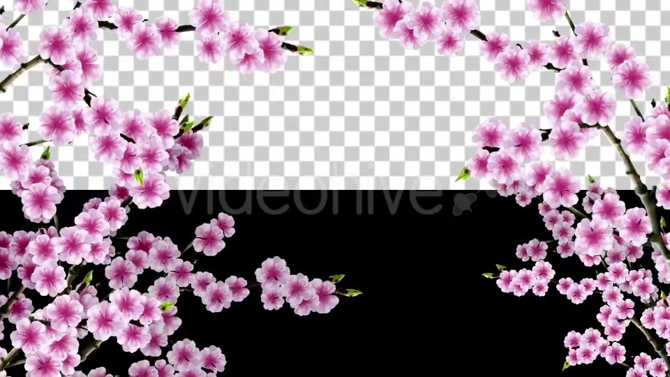 Sakura Alpha 01 Videohive 20631391 Motion Graphics Image 5