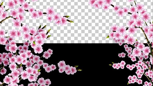 Sakura Alpha 01 - Videohive Download 20631391