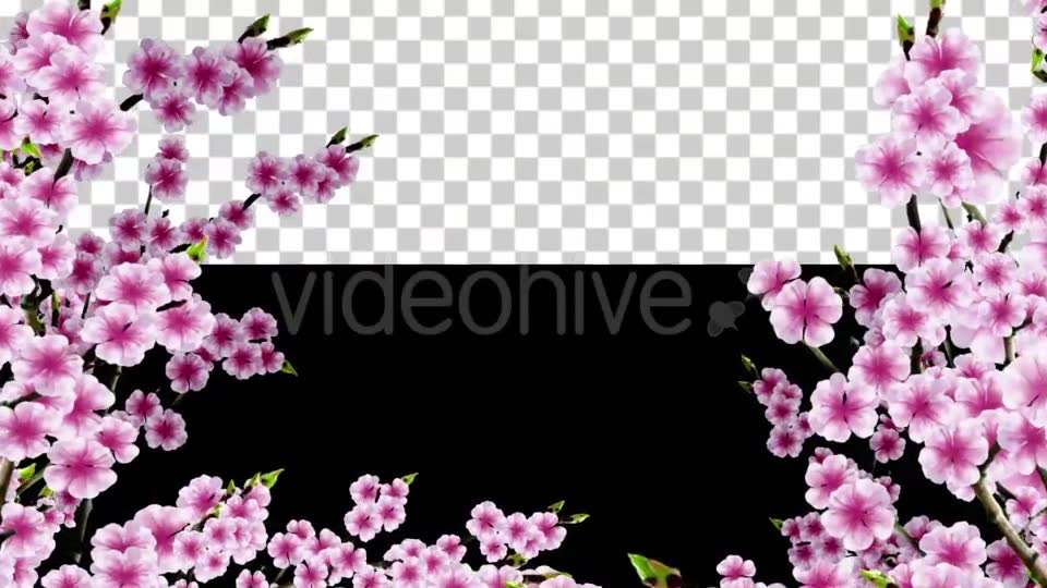 Sakura Alpha 02 Videohive 20631406 Motion Graphics Image 2
