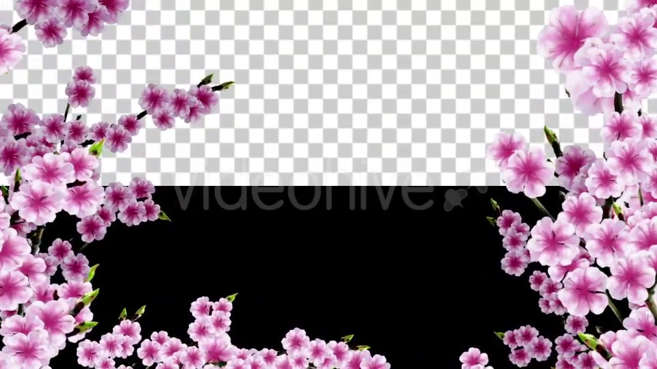 Sakura Alpha 02 Videohive 20631406 Motion Graphics Image 3