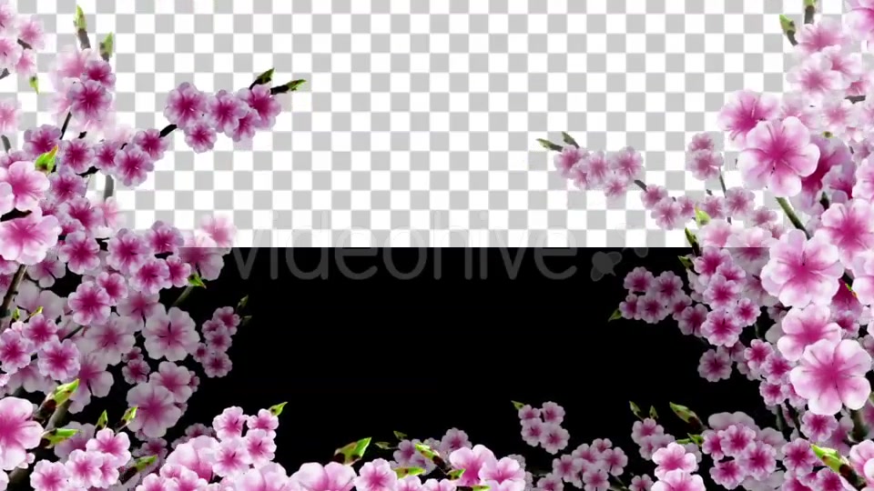 Sakura Alpha 02 Videohive 20631406 Motion Graphics Image 4