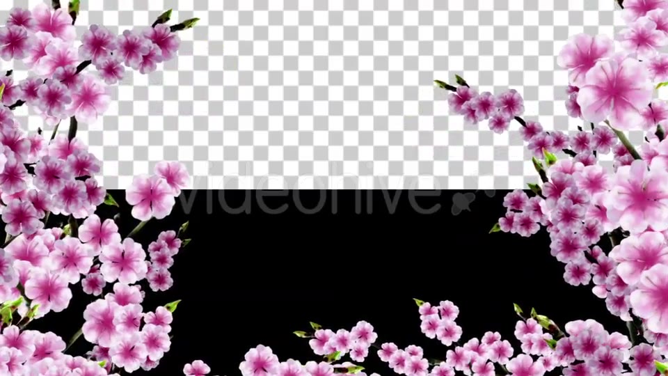 Sakura Alpha 02 Videohive 20631406 Motion Graphics Image 5