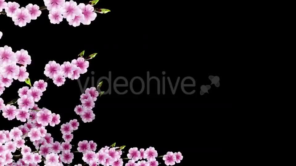 Sakura Alpha 03 Videohive 20631411 Motion Graphics Image 1
