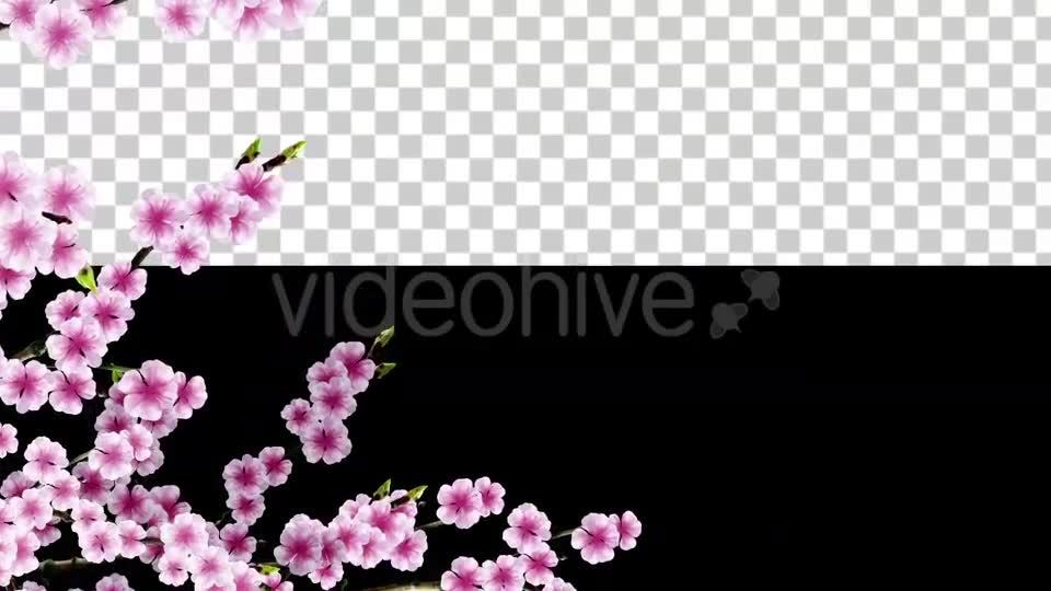 Sakura Alpha 03 Videohive 20631411 Motion Graphics Image 2