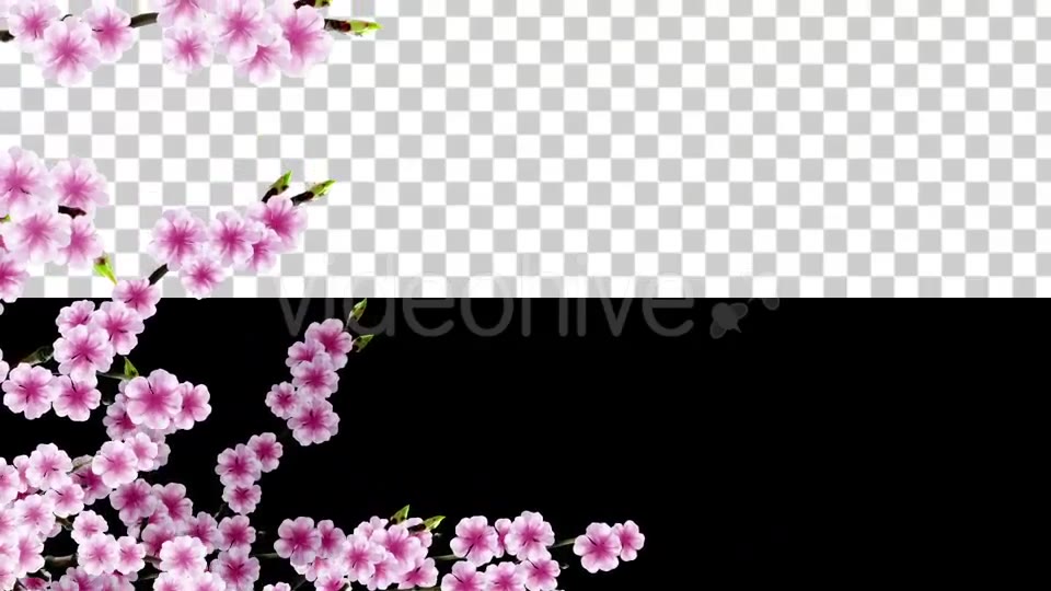 Sakura Alpha 03 Videohive 20631411 Motion Graphics Image 3