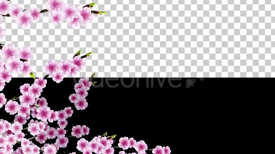 Sakura Alpha 03 Videohive 20631411 Motion Graphics Image 4