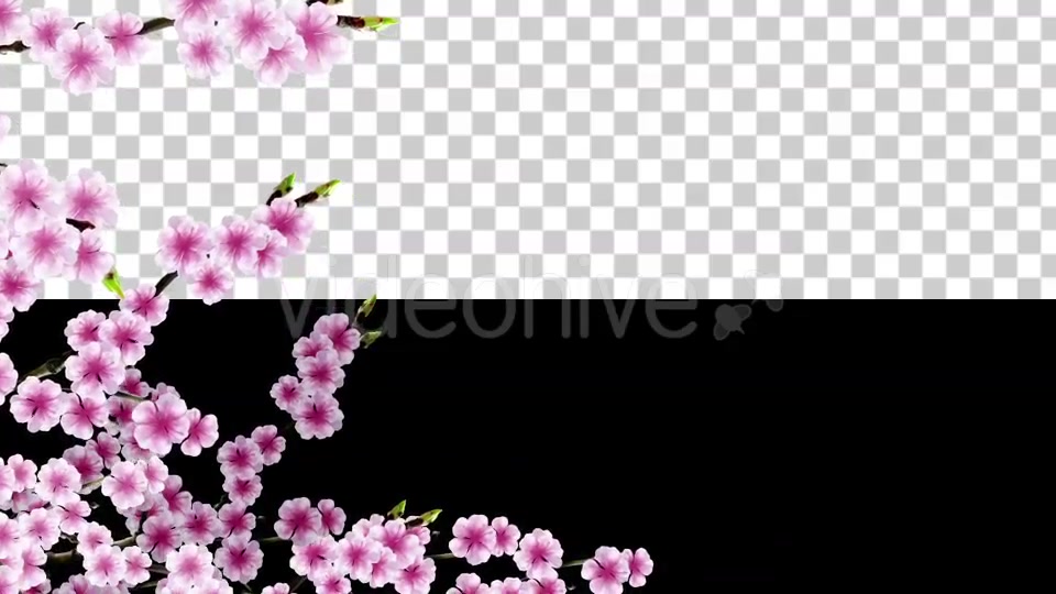 Sakura Alpha 03 Videohive 20631411 Motion Graphics Image 5