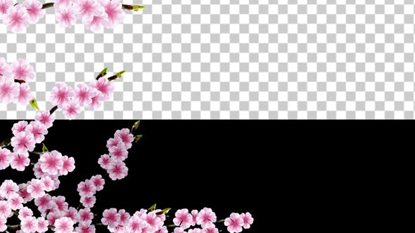 Sakura Alpha 03 - 20631411 Videohive Download