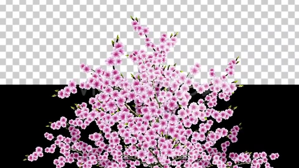 Sakura Alpha 04 Videohive 20631424 Motion Graphics Image 3