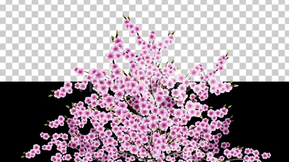 Sakura Alpha 04 Videohive 20631424 Motion Graphics Image 4