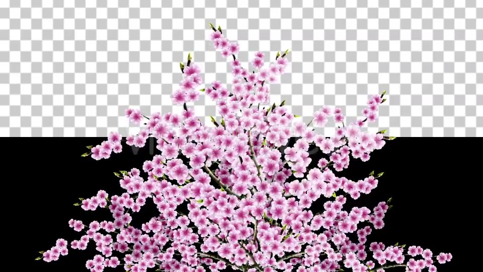 Sakura Alpha 04 Videohive 20631424 Motion Graphics Image 5