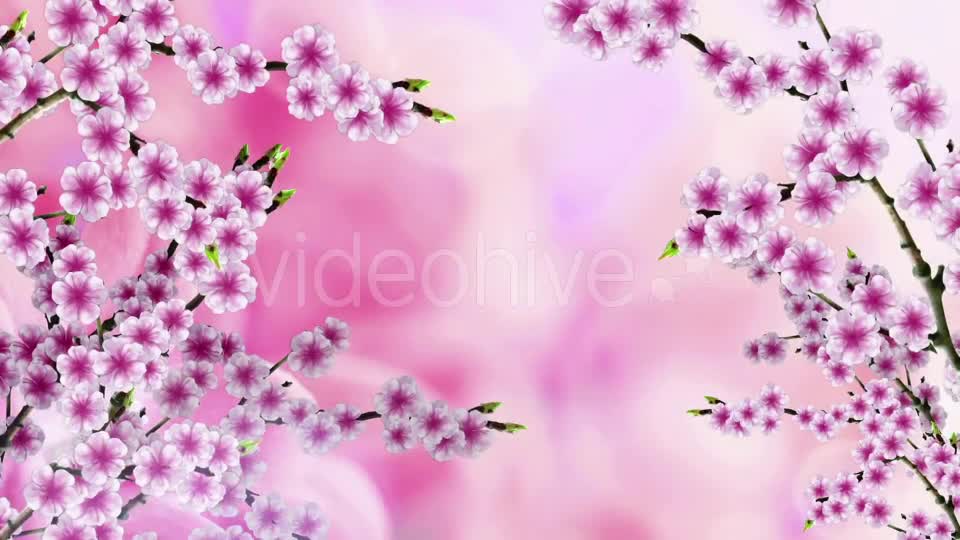Sakura Background Videohive 20612215 Motion Graphics Image 1