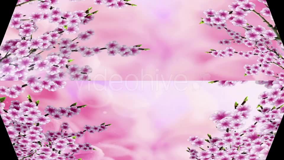 Sakura Background Videohive 20612215 Motion Graphics Image 2