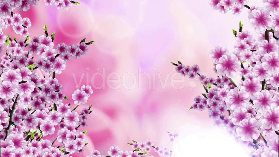 Sakura Background Videohive 20612215 Motion Graphics Image 3