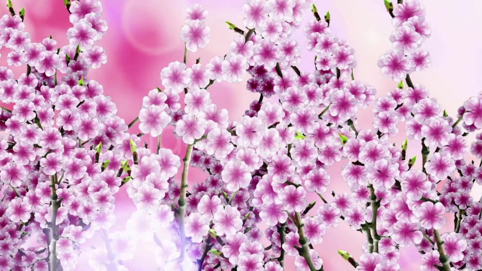 Sakura Background Videohive 20612215 Motion Graphics Image 4