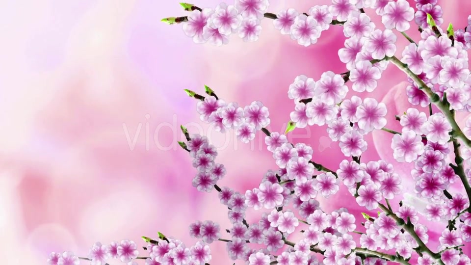 Sakura Background Videohive 20612215 Motion Graphics Image 7