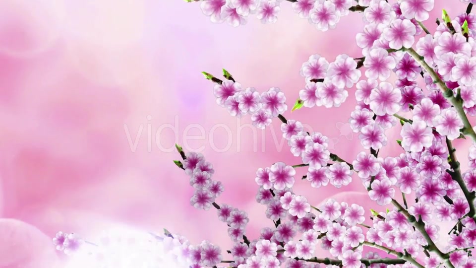 Sakura Background Videohive 20612215 Motion Graphics Image 8