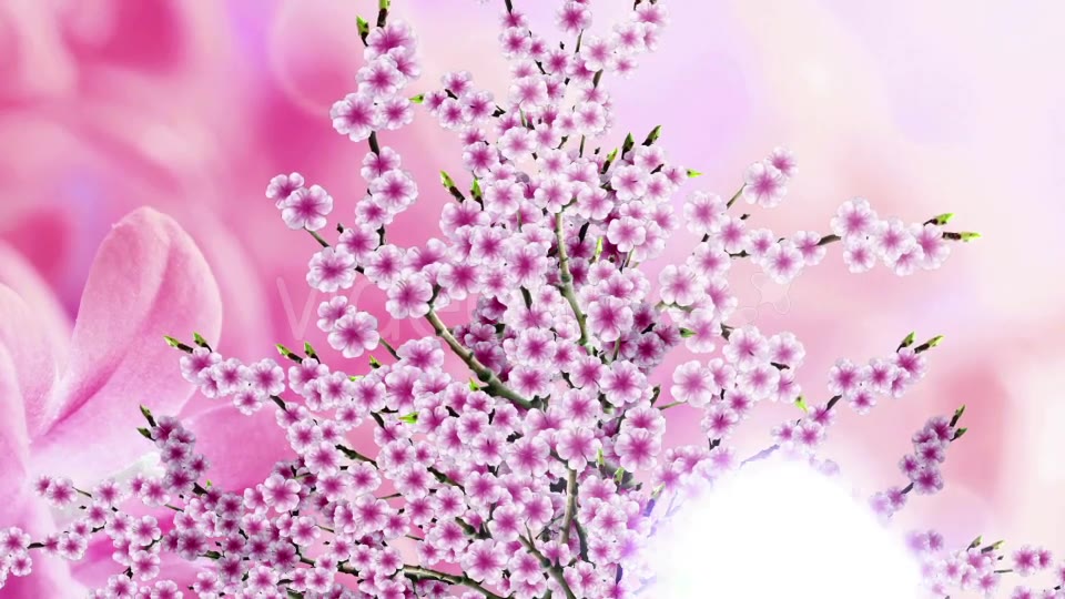 Sakura Background Videohive 20612215 Motion Graphics Image 9