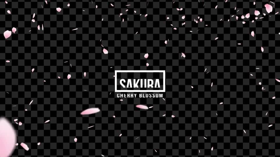 Sakura | Cherry Blossom Videohive 19587351 Motion Graphics Image 1