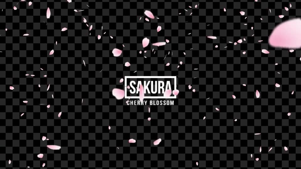 Sakura | Cherry Blossom Videohive 19587351 Motion Graphics Image 2