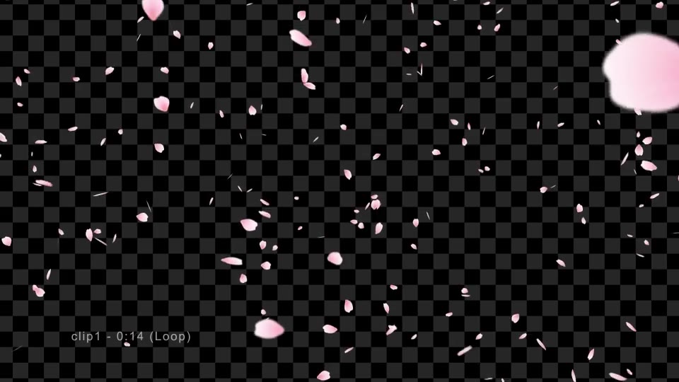 Sakura | Cherry Blossom Videohive 19587351 Motion Graphics Image 3
