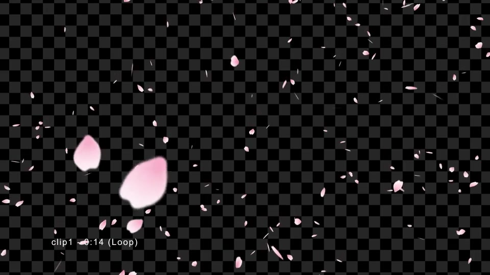 Sakura | Cherry Blossom Videohive 19587351 Motion Graphics Image 4