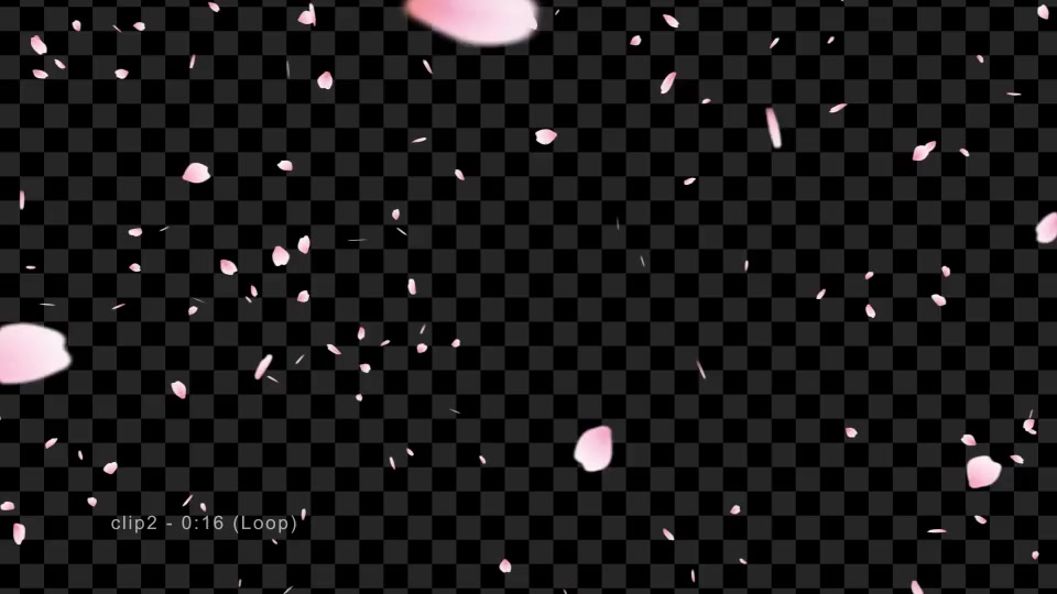 Sakura | Cherry Blossom Videohive 19587351 Motion Graphics Image 6