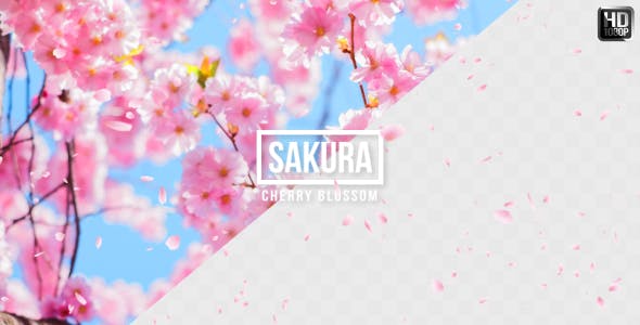 Sakura | Cherry Blossom - Download 19587351 Videohive