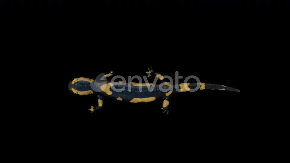 Salamander Walk Top Videohive 22832612 Motion Graphics Image 1