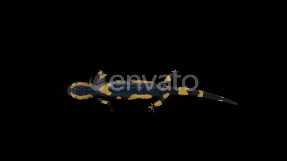 Salamander Walk Top Videohive 22832612 Motion Graphics Image 2