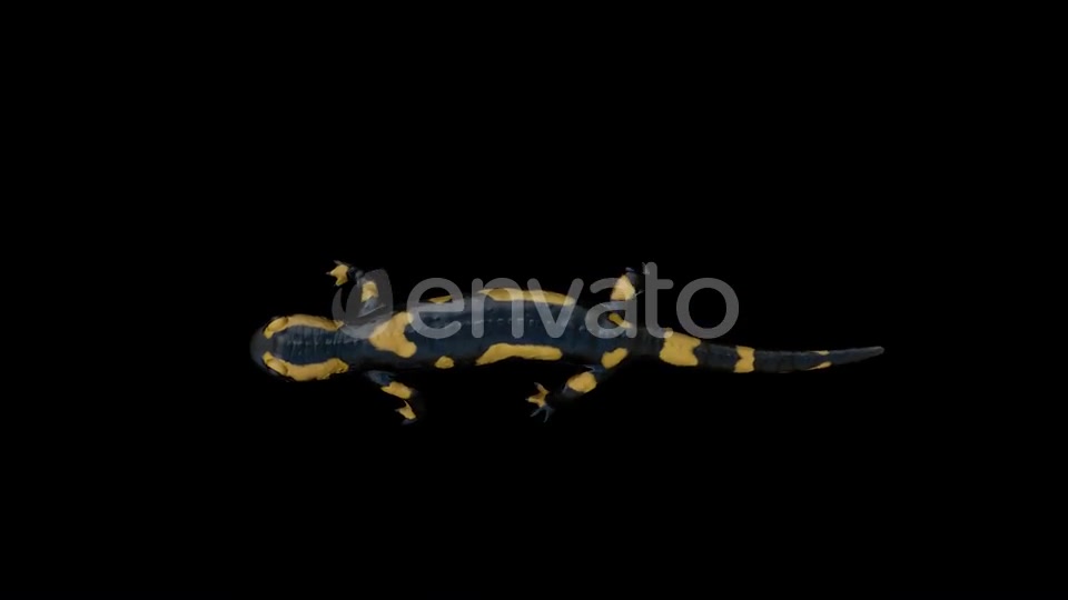Salamander Walk Top Videohive 22832612 Motion Graphics Image 3