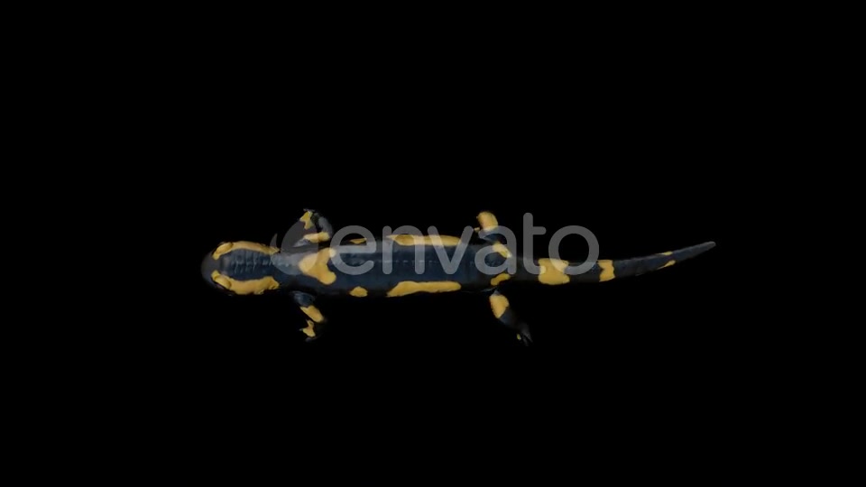 Salamander Walk Top Videohive 22832612 Motion Graphics Image 4