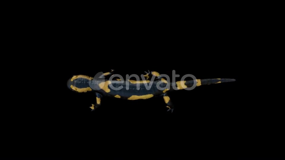 Salamander Walk Top Videohive 22832612 Motion Graphics Image 5