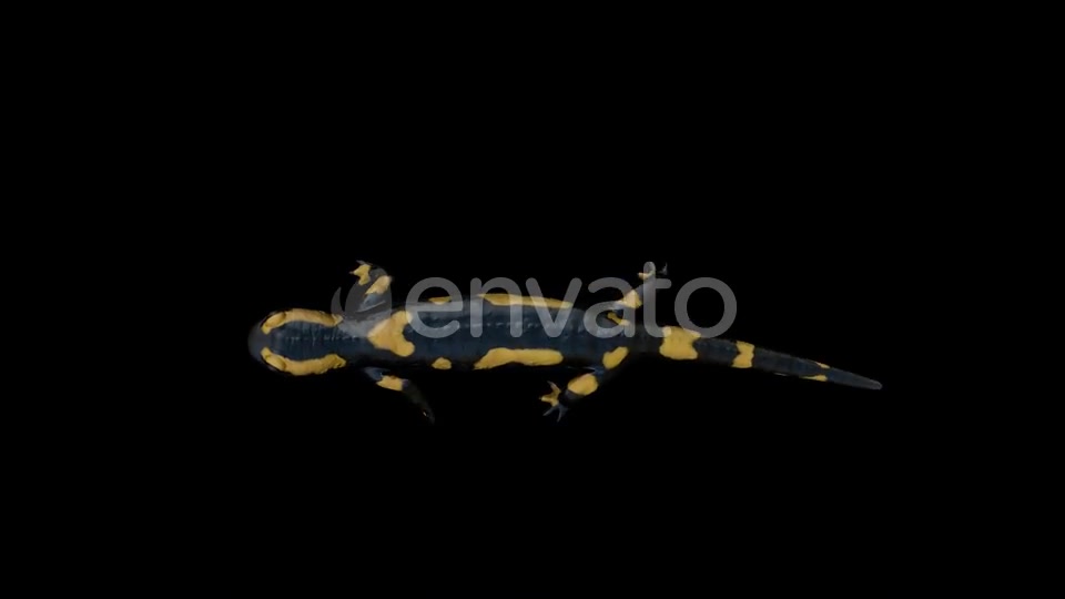 Salamander Walk Top Videohive 22832612 Motion Graphics Image 7