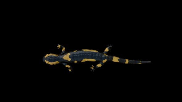 Salamander Walk Top - Download 22832612 Videohive